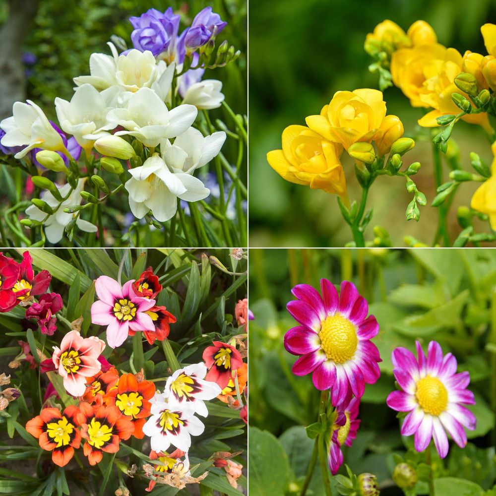 Agro Sens Engrais Bulbes à Fleurs 1kg - NPK 3-6-12 + Soufre, Utilisable En Agriculture Biologique