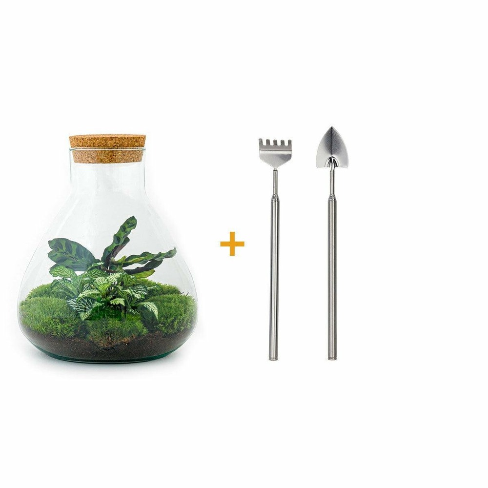 Kit terrarium diy - sama calathea + fittonia verte - rateau + pelle