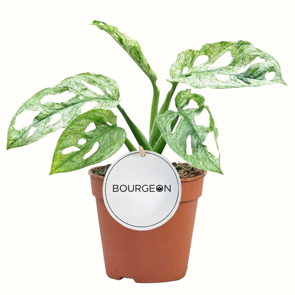 Monstera adansonii mint - 25cm