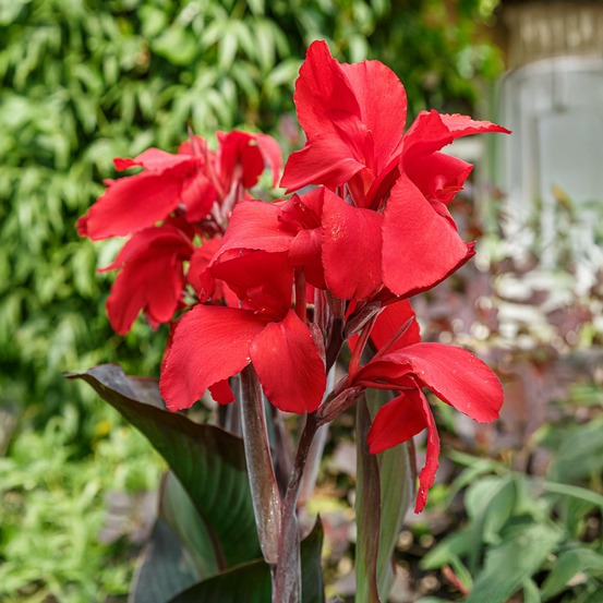 2 canna red futurity - le sachet de 2 bulbes / calibre i