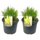Pennisetum 'hameln' herbe ornementale - set de 2 - pot 23cm - hauteur 20-30cm