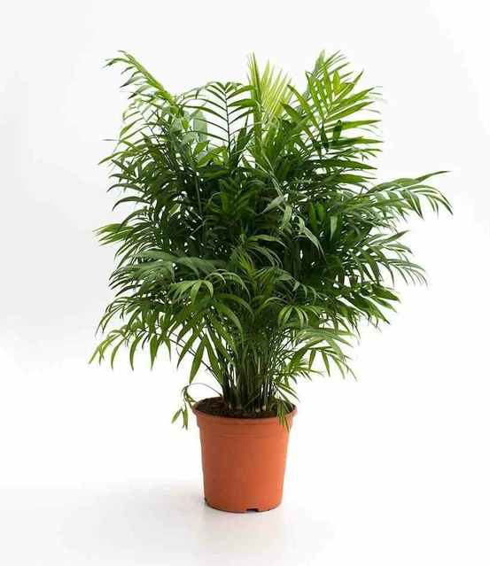 Chamaedorea elegans (chamédorée - palmier de montagne) pot de 3 litres ? 40/50 cm
