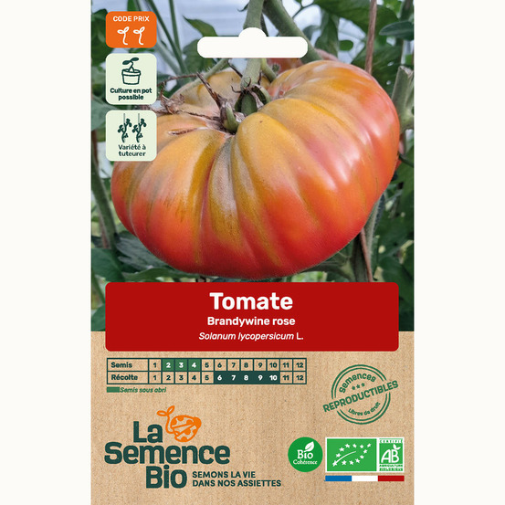 Tomate brandywine rose - graines bio