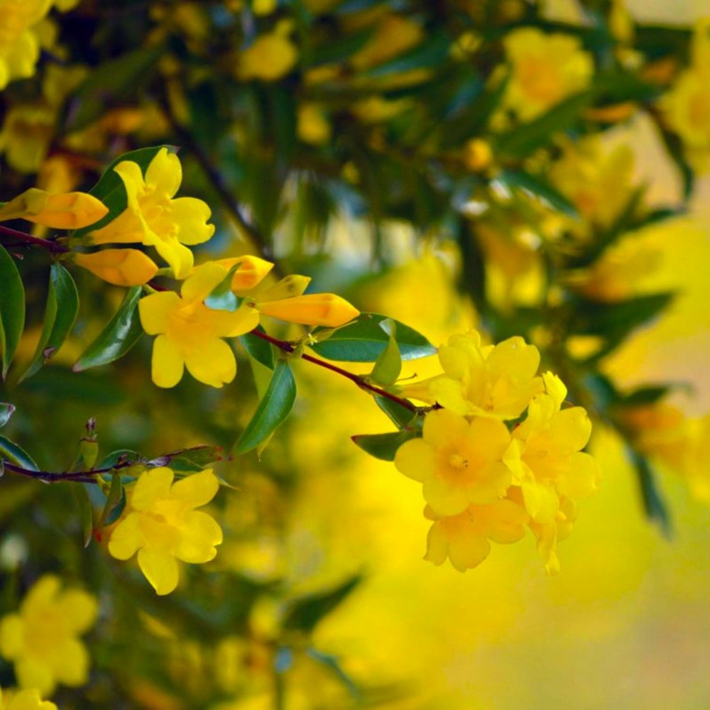 Jasmin primevère (jasminum primulum)