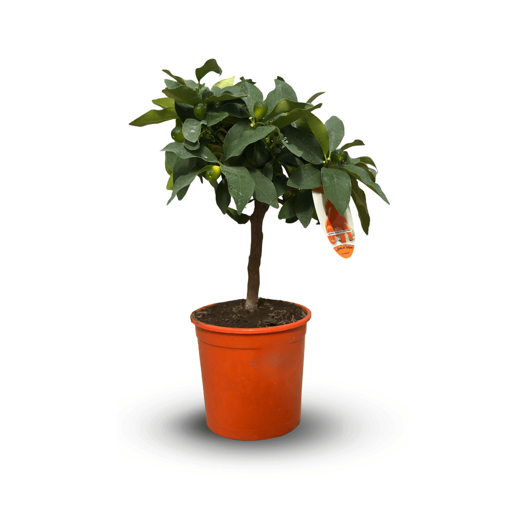 Kumquat - fortunella margarita - agrume méditerranéen - arbre fruitier - ↕ 35-40 cm - ⌀ 15 cm
