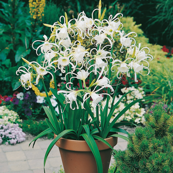 Lys araignee - 3 bulbes