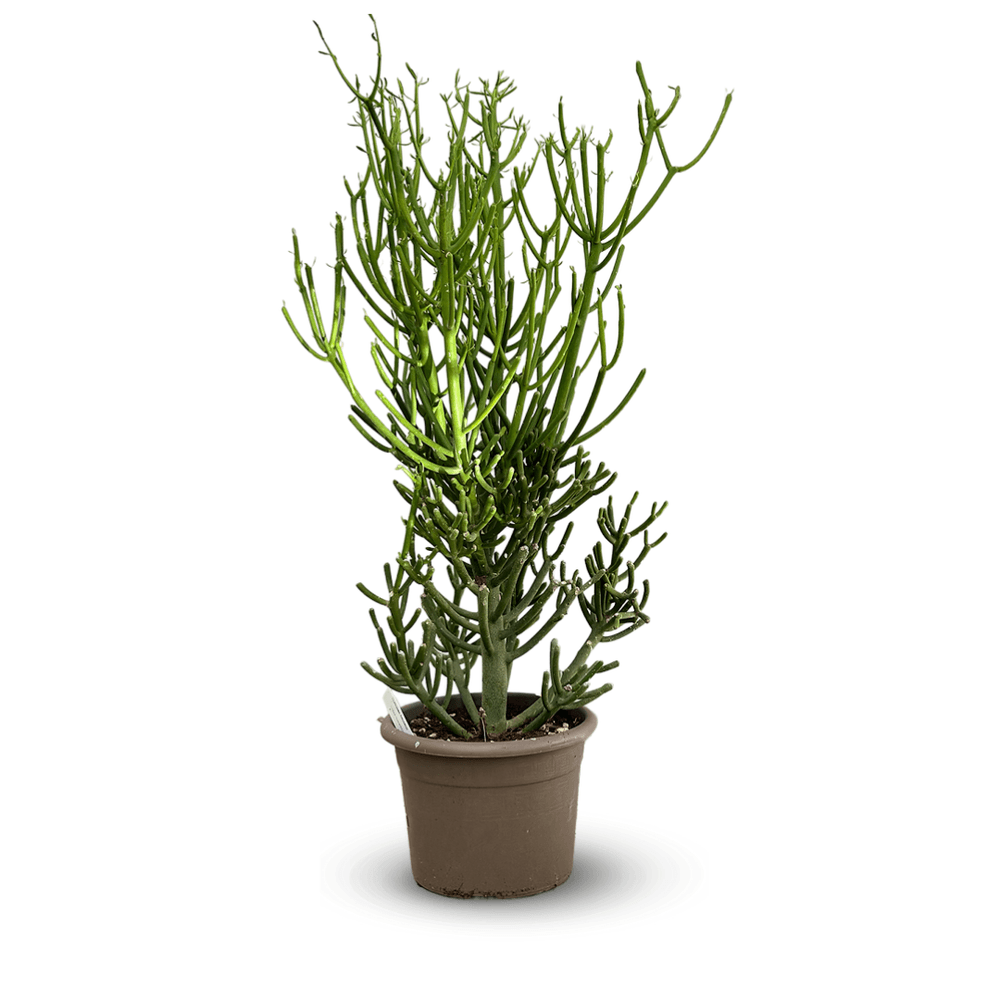 Euphorbia tirucalli - plante crayon - ↕ 90-100 cm - ⌀ 25 cm - cactus et plantes grasses