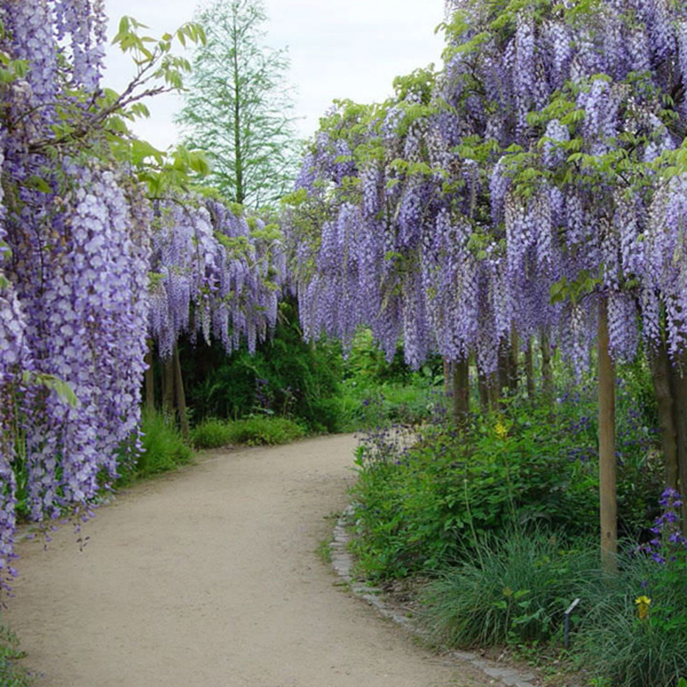 Glycine du japon 'multijuga' - wisteria floribunda 'multijuga' - 50-60 cm  pot | Truffaut