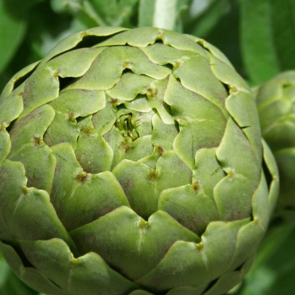 Plant d'artichaut sambo pot de 1l