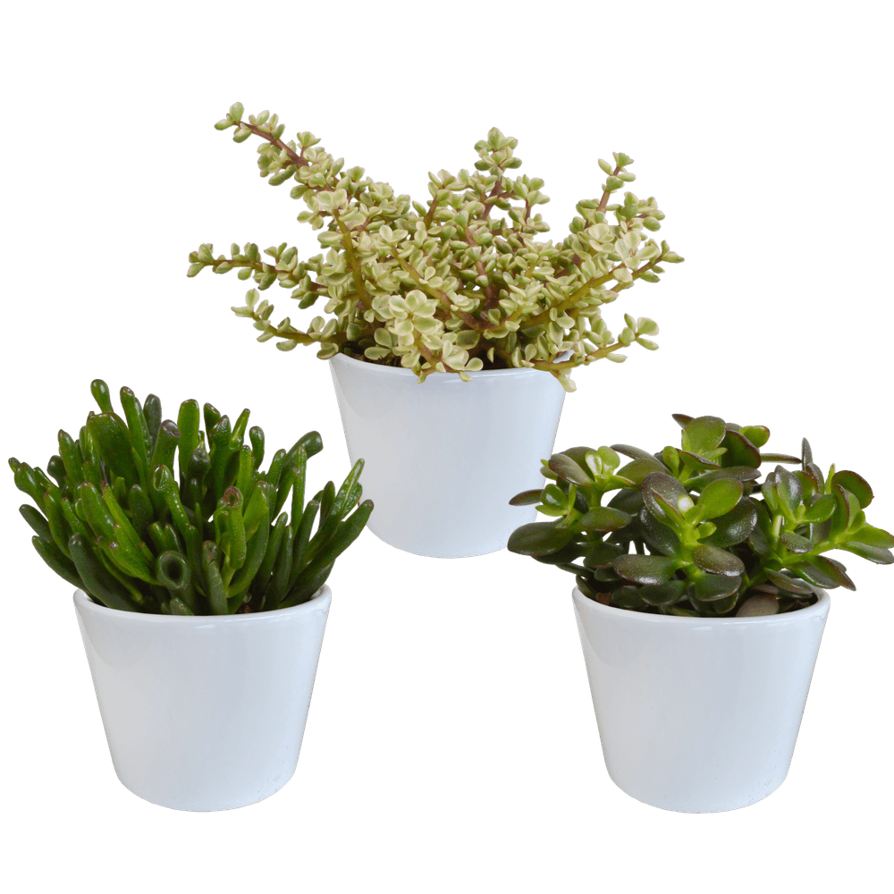 3x mélange de crassulas - en pot blanc - ø10,5cm - ↕21cm - plante d’intérieur