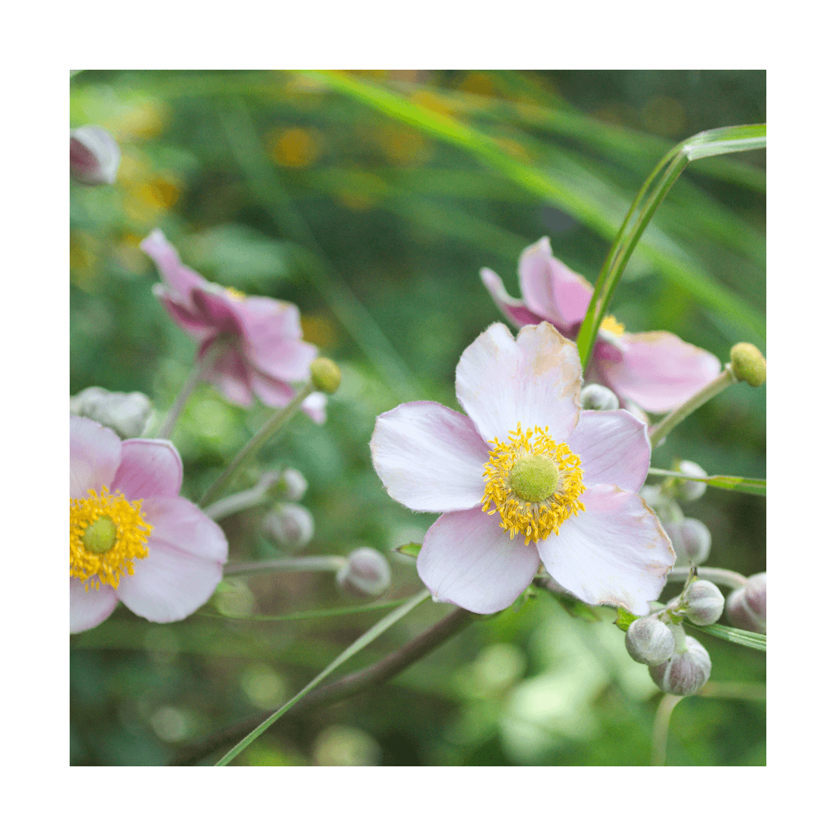 Anémone du japon  hupehensis september charm/anemone hupehensis 'september charm'[-]lot de 5 godets