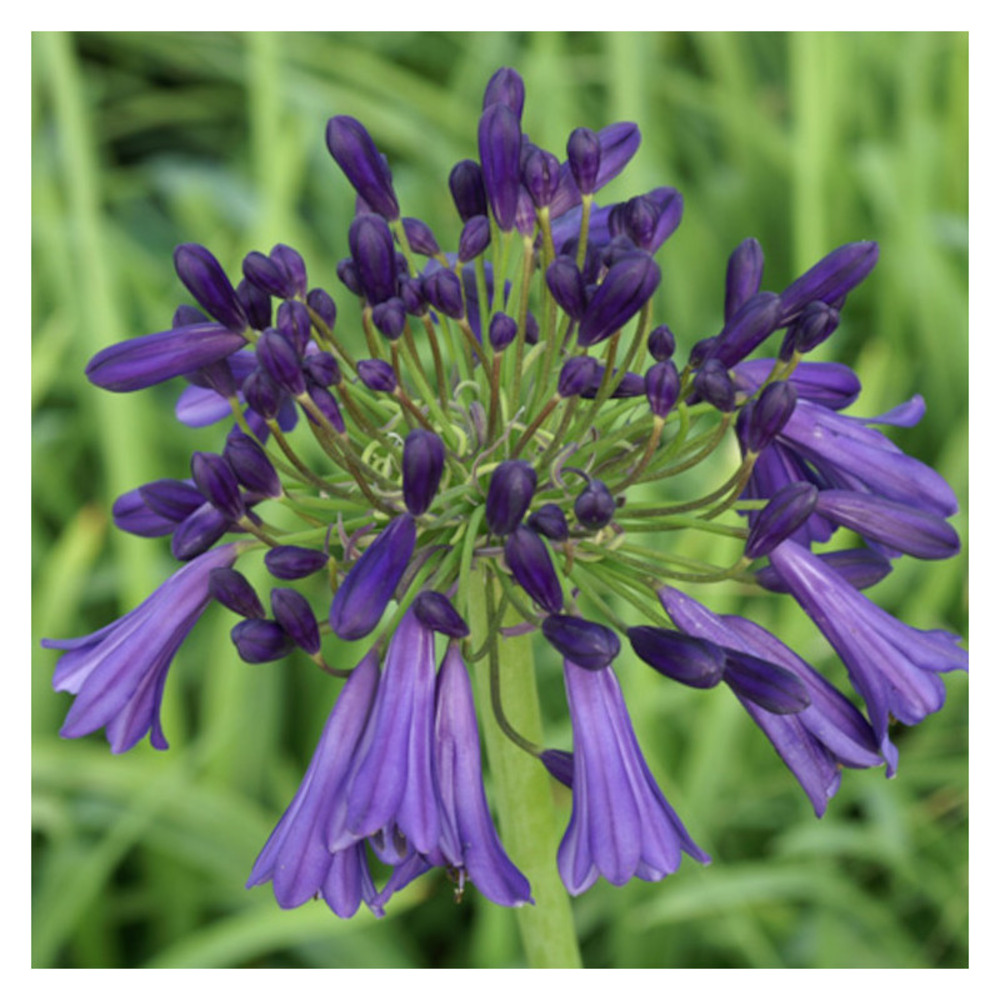 Agapanthe purple cloud lot de 5 godets