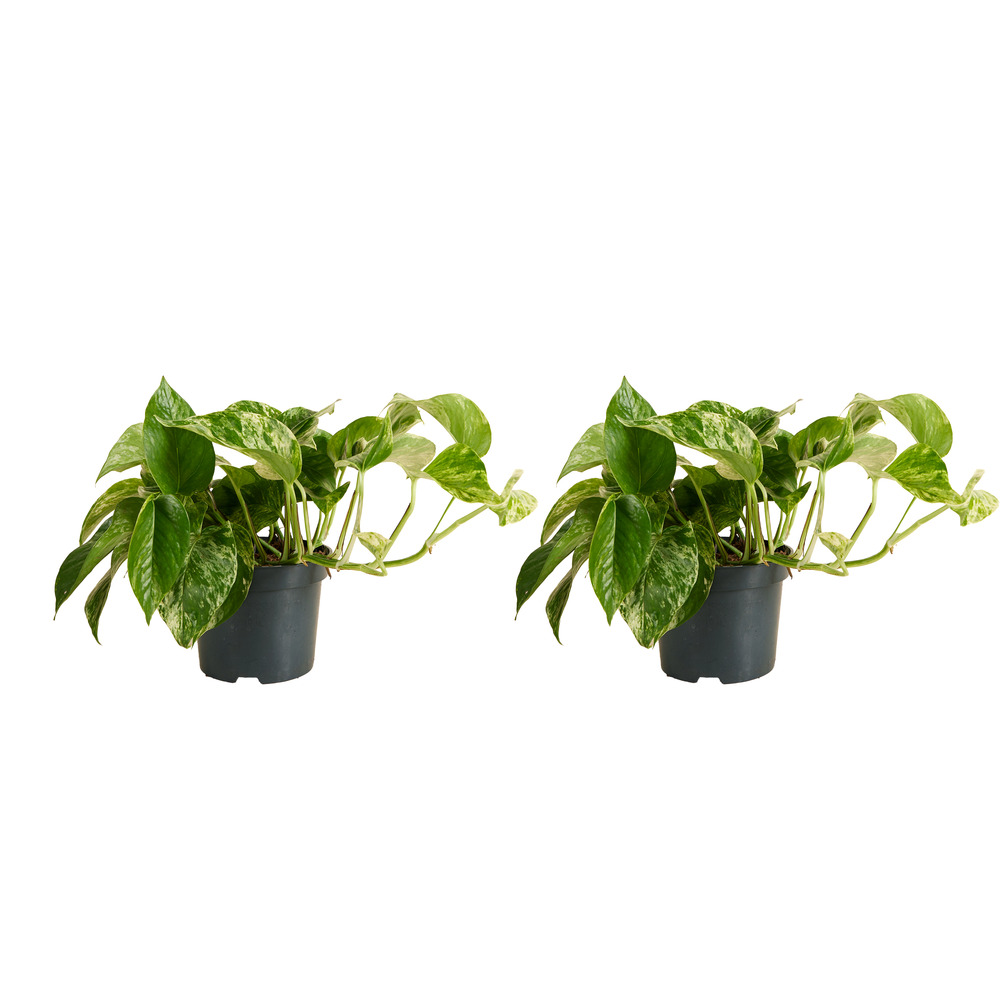 Lot de 2 epipremnum ‘marble queen’ - retombante/grimpante - 15-20 cm - pot 12 cm