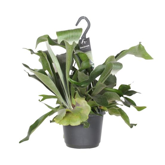 Platycerium bifurcatum - ø17cm - ↕30cm - plantes d'intérieur