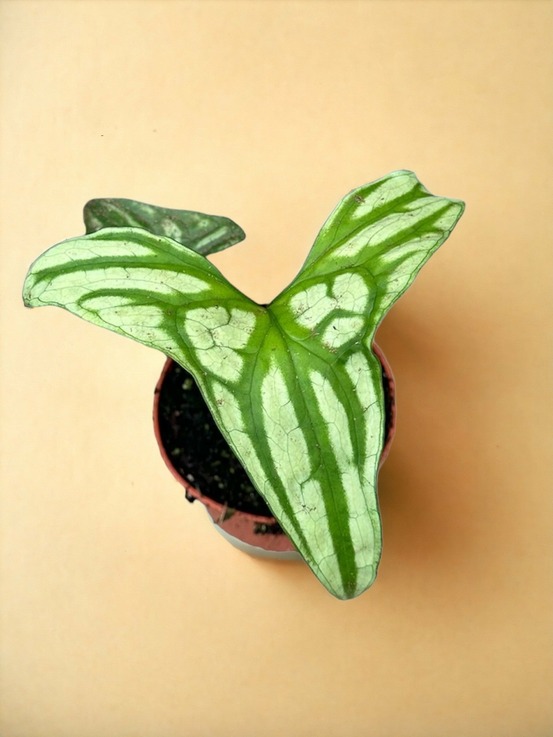 Cercestis mirabilis