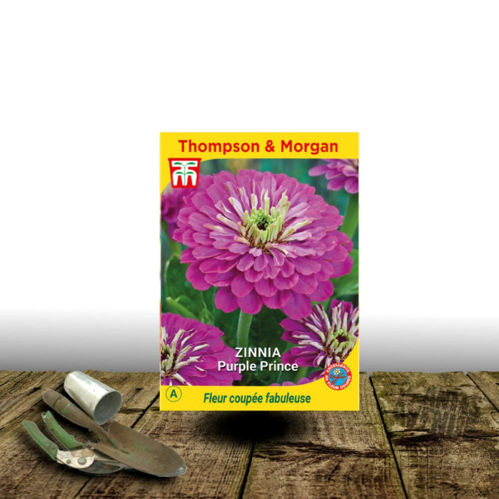 Graines de zinnia purple prince - thompson & morgan sachet