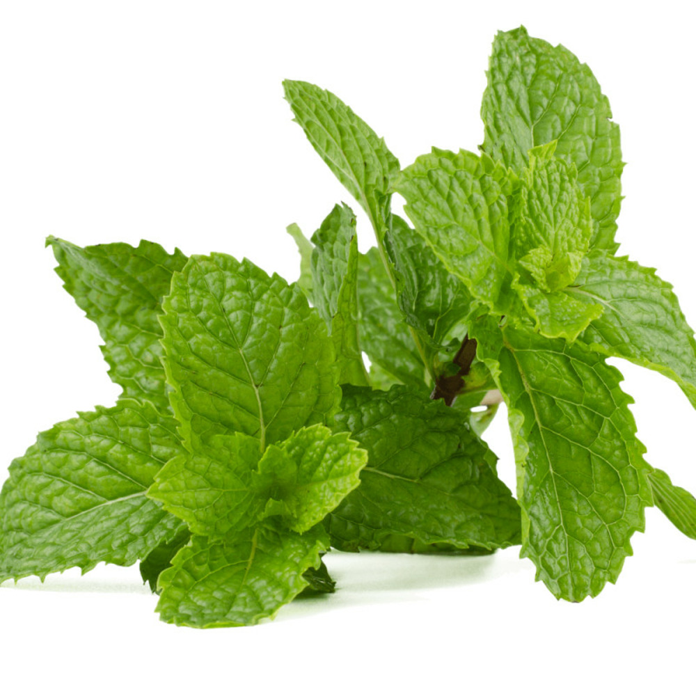 Menthe marocaine - prêt à consommer pot de 1,5l - 10/20 cm