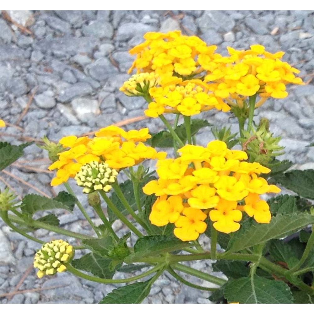 Lantana 'chapel hill gold' pot de 2l/3l