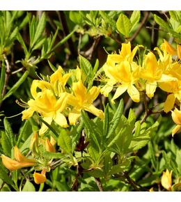 Azalée caduque mollis jaune - azalea mollis geel - 60-80 cm pot