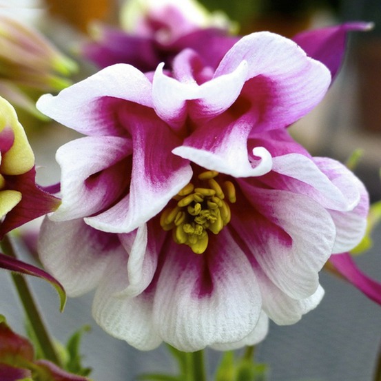 Ancolie des jardins 'winky red white' godet de 8/9 cm