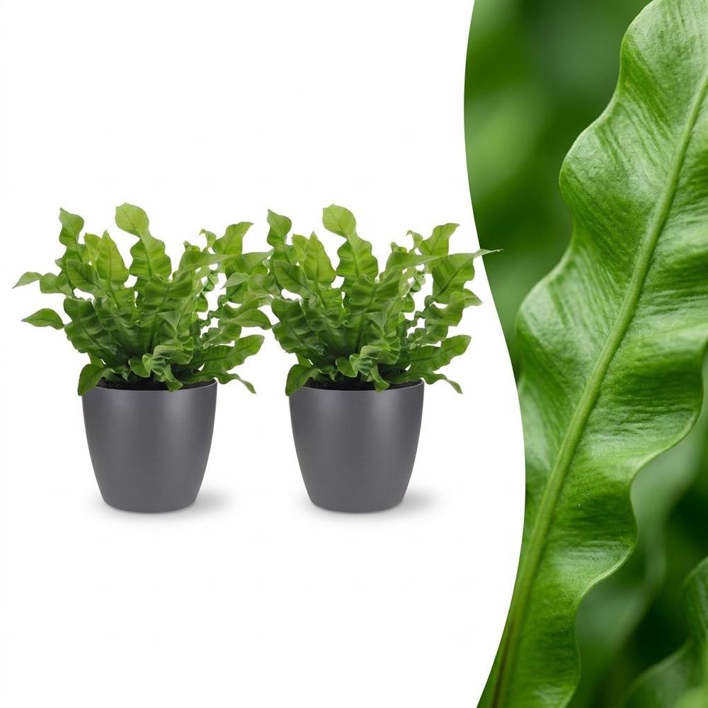Asplenium crispy wave - fougère crispy wave - pot de 12cm