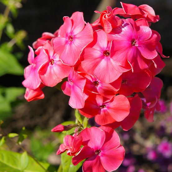 Phlox 'famous cerise' pot de 1,5l/2l