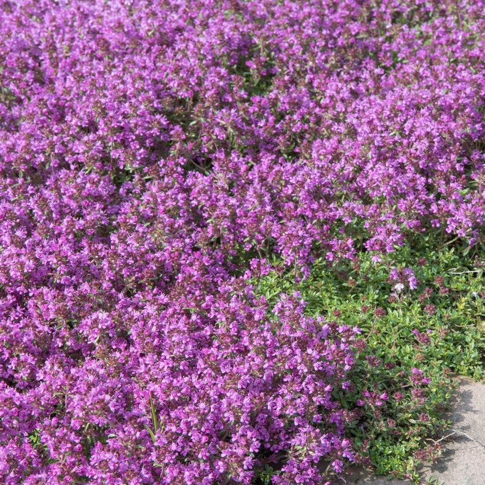 Thym serpolet | Truffaut