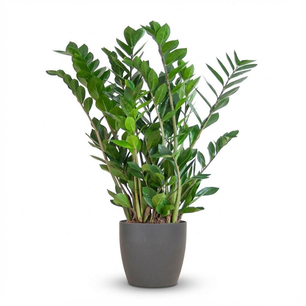 Zamioculcas zamiifolia - pot de 21cm - hauteur 80cm
