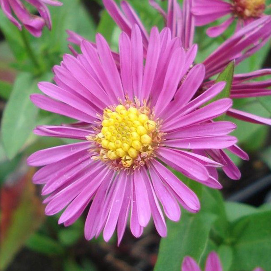 6 x aster nain 'jenny' - aster dumosus 'jenny' - godet 9cm x 9cm
