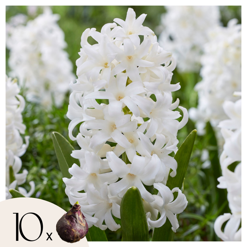 Jacinthe - set de 10 - hyacinthus 'carnegie' - bulbes à fleurs - blanc