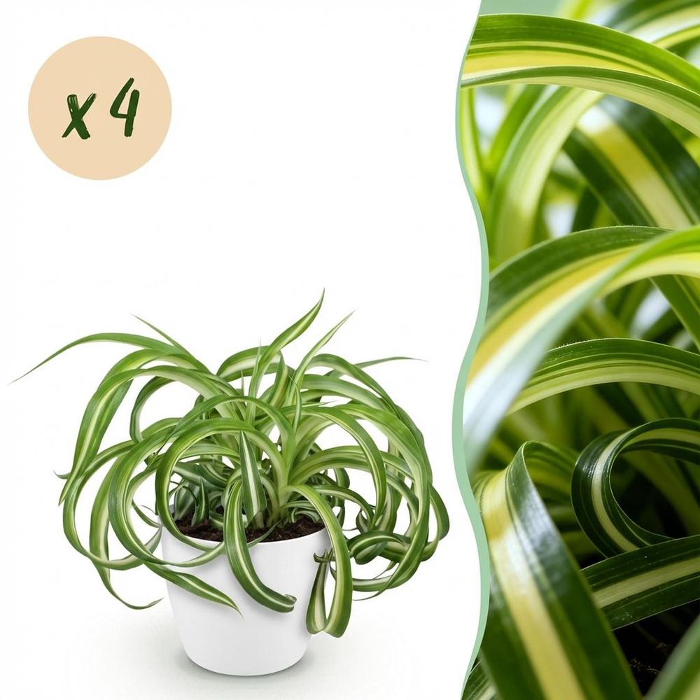 Chlorophytum comosum bonnie - pet-friendly - pot de 12cm - hauteur 20cm - plantes d'intérieur