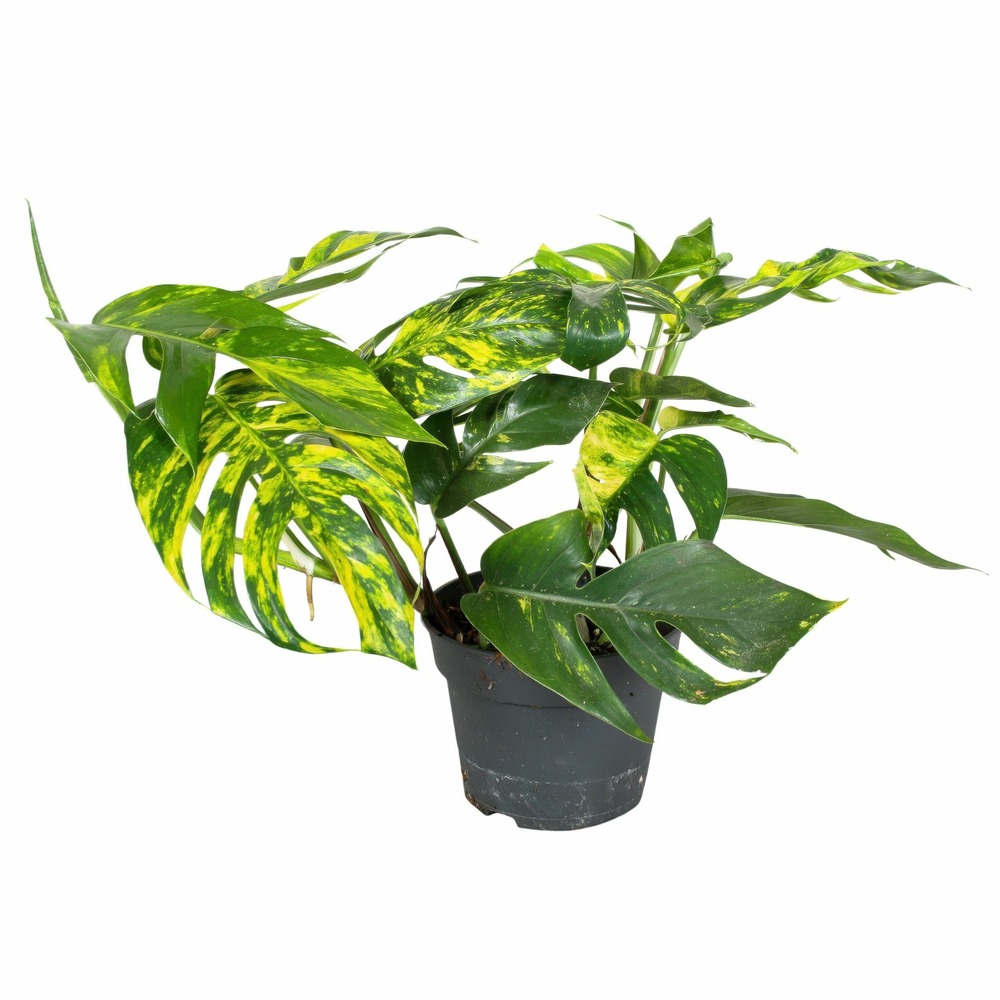Epipremnum 'goldfinger' - epipremnum pinnatum pothos - hauteur 25-35cm - ø17cm