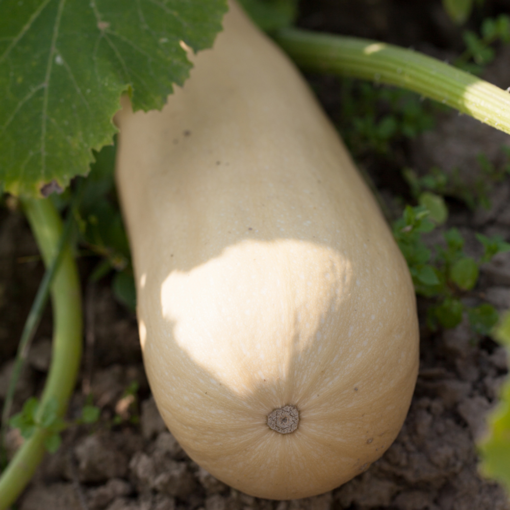 Plant courgette blanche lorea en pot
