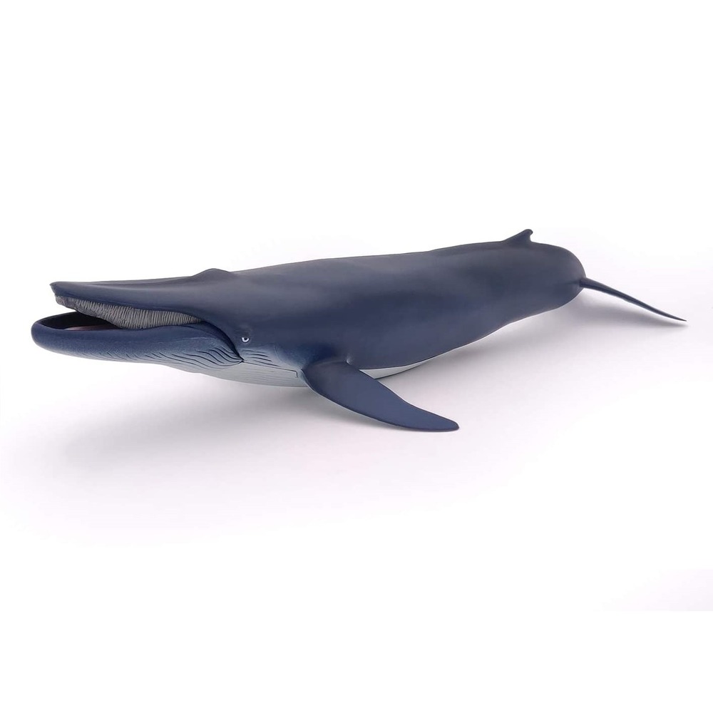 Baleine bleue