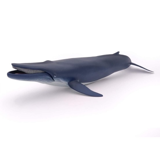 Baleine bleue