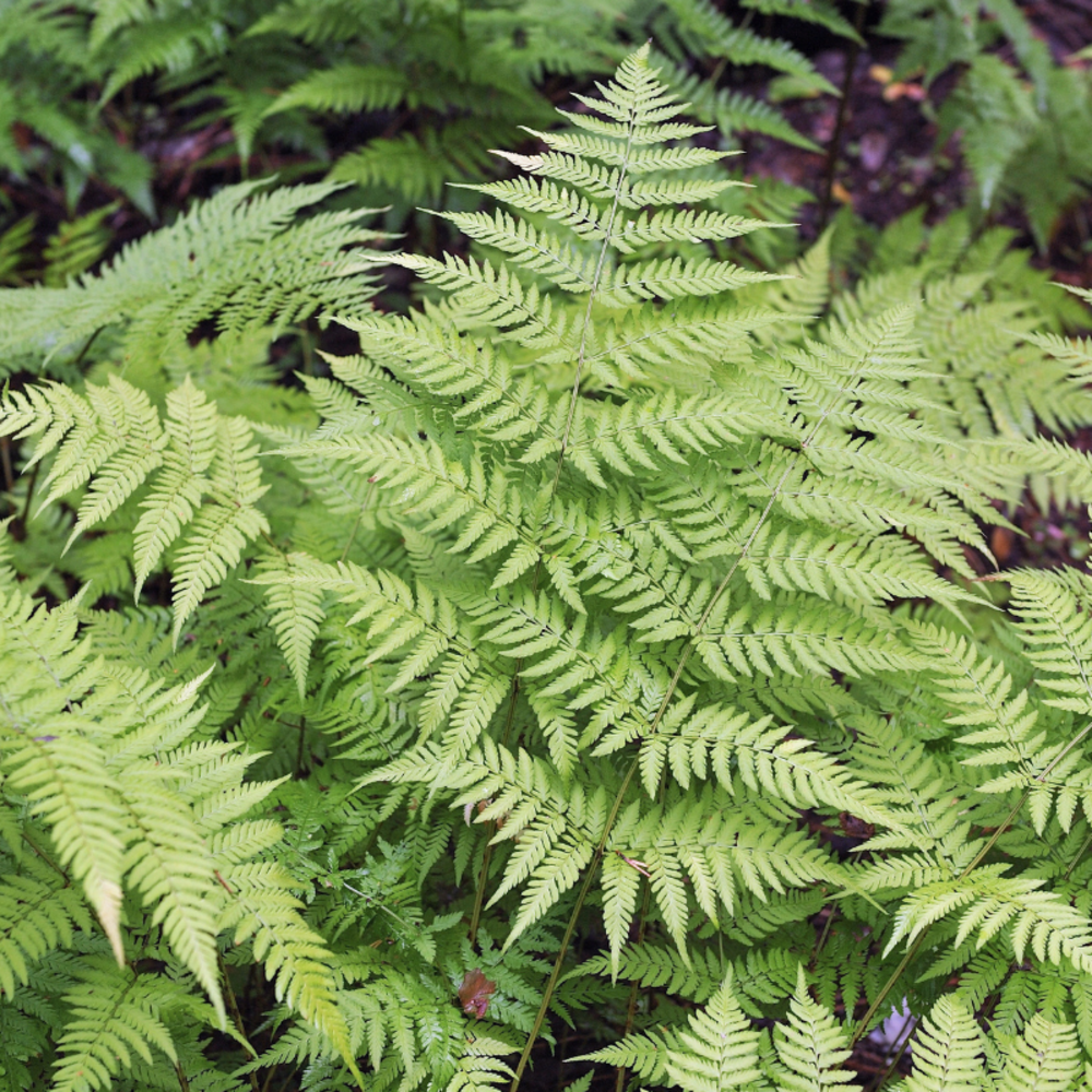 Fougère dorée - dryopteris affinis 10/15 cm pot 2l