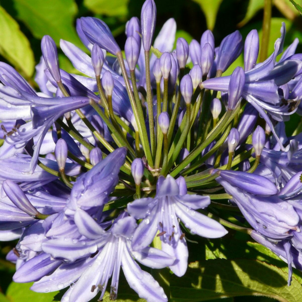 Agapanthe blue triumphator lot de 5 godets