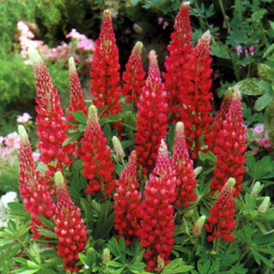 6 x lupin 'my castle' - lupinus 'my castle' - godet 9cm x 9cm