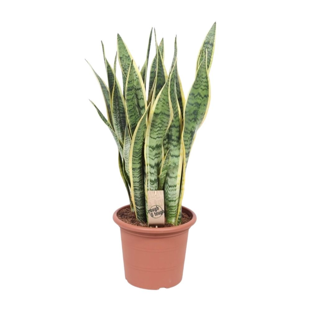 Sansevieria trifasciata laurentii - ø25cm - ↕85cm - plantes d'intérieur
