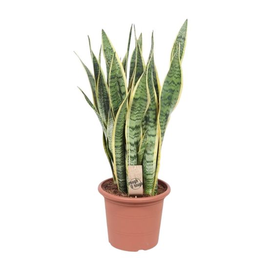 Sansevieria trifasciata laurentii - ø25cm - ↕85cm - plantes d'intérieur