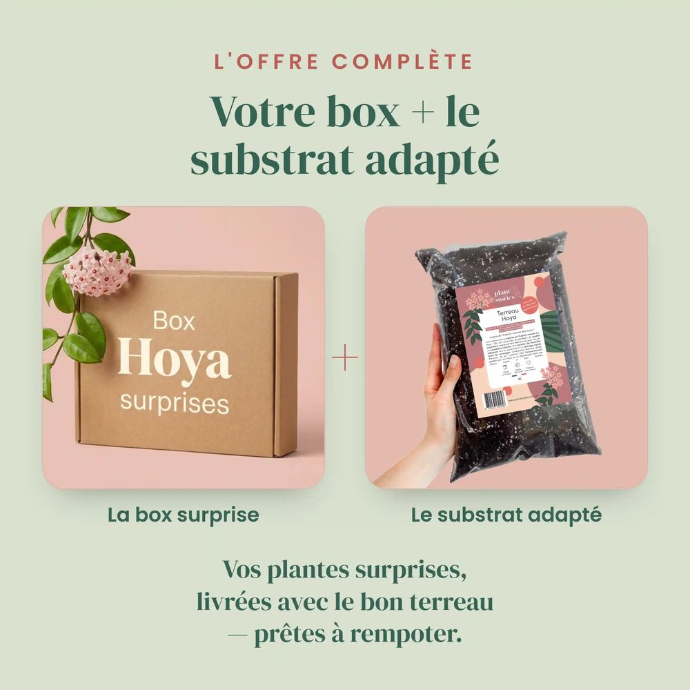 Box hoya mystères - box hoya surprises - pack hoya découverte - 6 hoya surprises - plantes d'intérieur
