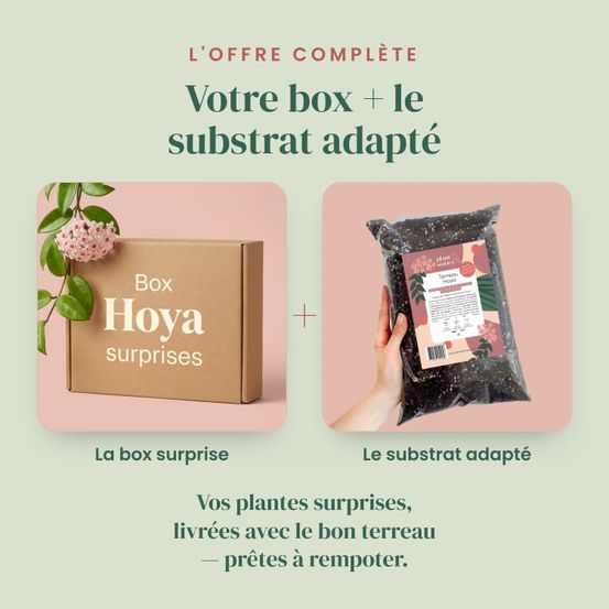 Box hoya mystères - box hoya surprises - pack hoya découverte - 6 hoya surprises - plantes d'intérieur