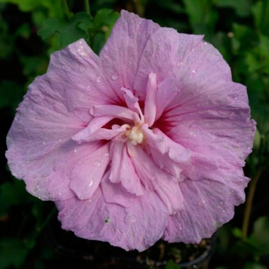 Hibiscus de syrie lavendel chiffon - hibiscus syriacus lavendel chiffon 40/60 cm pot 3l