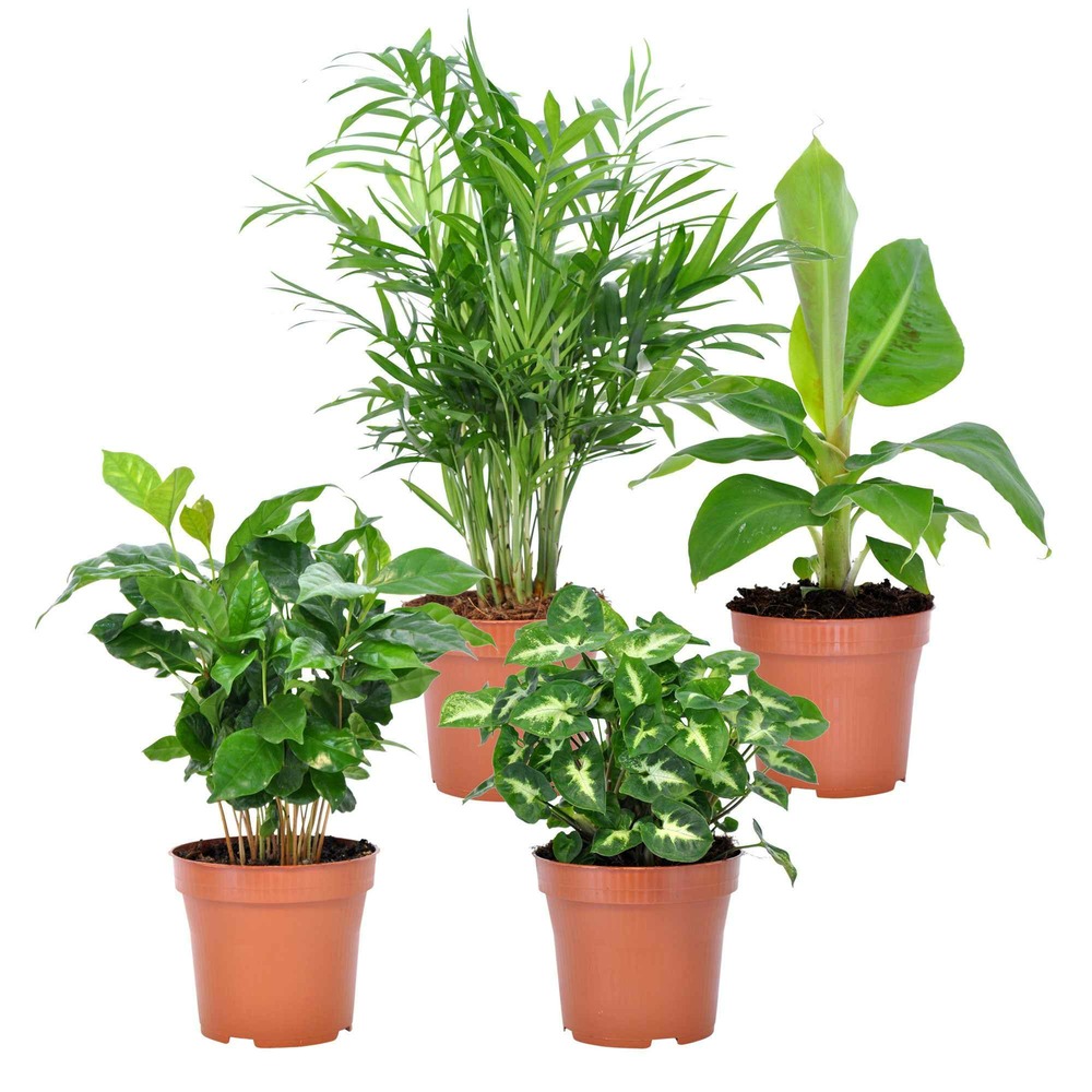 Collection de 4 plantes d'intérieur tropicales - les 4 pots / ø 12cm / hauteur livrée 25-30cm