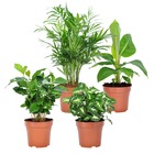 Collection de 4 plantes d'intérieur tropicales, les 4 pots / ø 12cm / hauteur livrée 25-30cm
