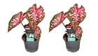 Caladium carolyn whorton - set de 2 - plante d'intérieur tropicale - pot 13cm - hauteur 25-40cm