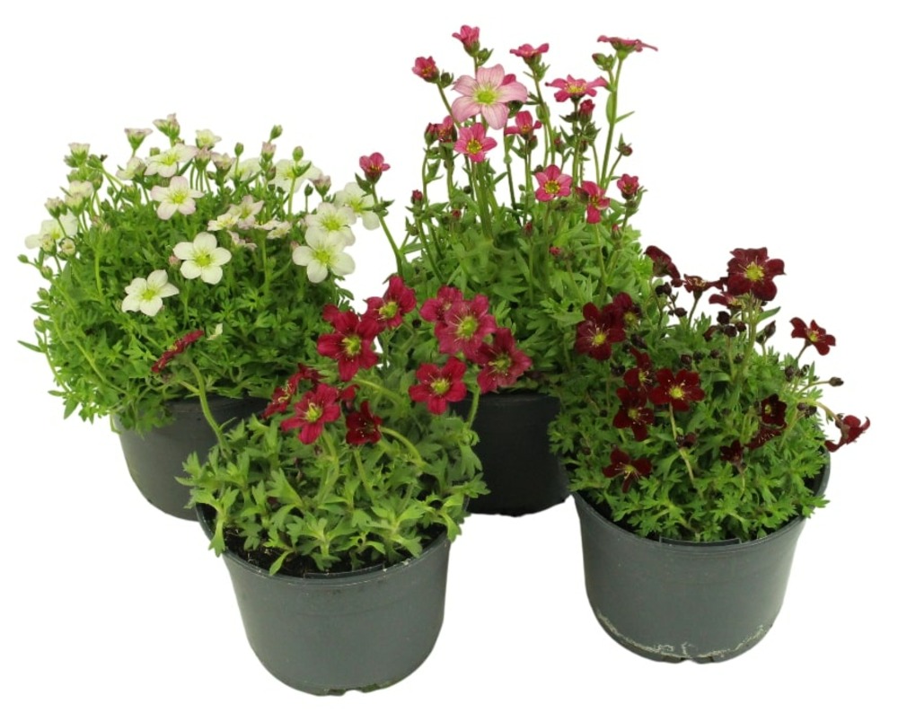 Saxifrage arendsii pot 10,5 cm