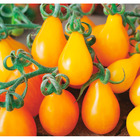 Plant de tomate cerise poire jaune yellow pearshaped  pot 0,5 l