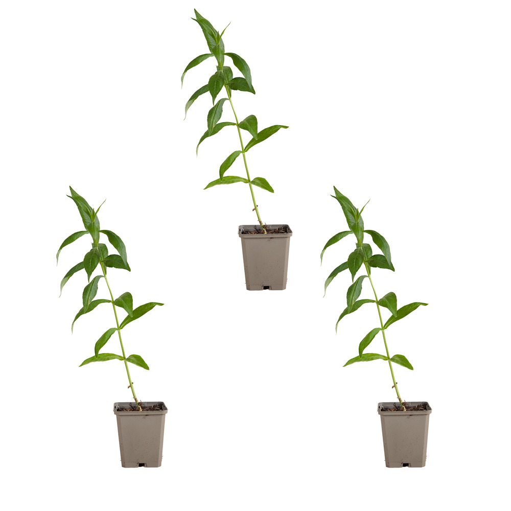 Lot de 3 - phlox ‘david’ - rustique - h. 10-20 cm - p. Ø 9 cm