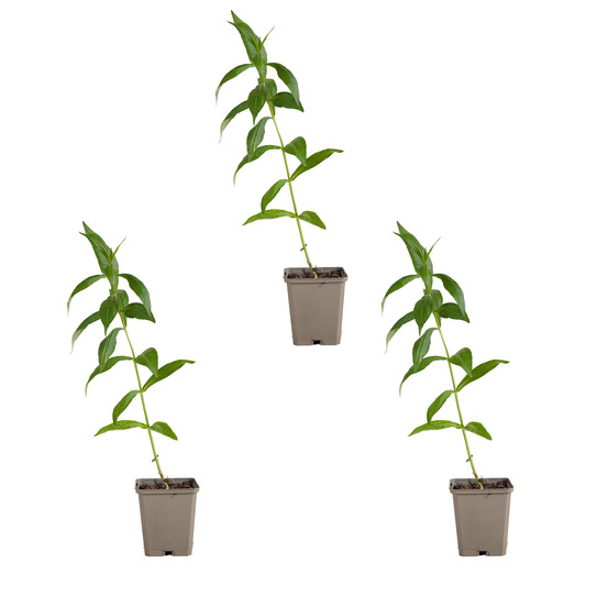 Lot de 3 - phlox ‘david’ - rustique - h. 10-20 cm - p. Ø 9 cm